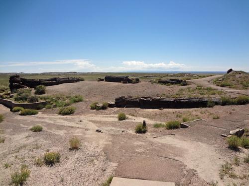 small sections of logs lay scattered about the ground on the Giant Logs Trail